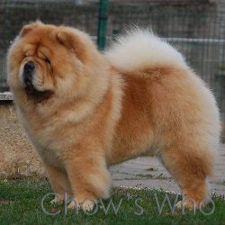 Chow's Who