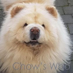 Chow's Who
