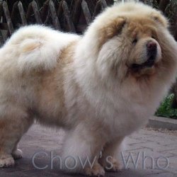 Chow's Who