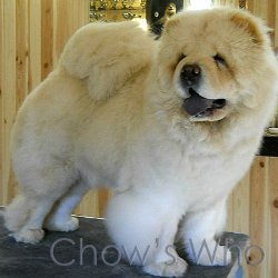 Chow's Who