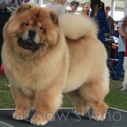 Chow's Who