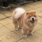 Chow's Who