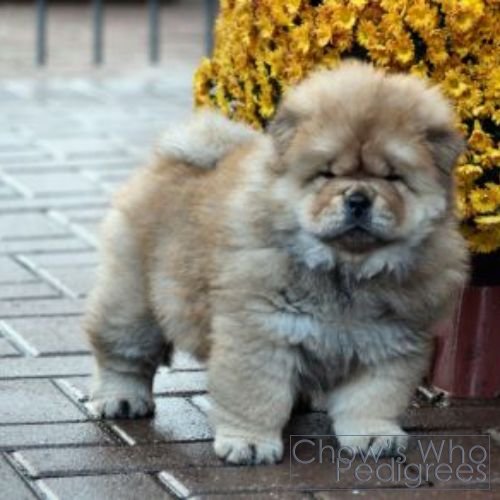 Chow's Who