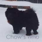 Chow's Who