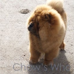 Chow's Who