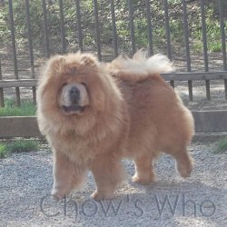 Chow's Who