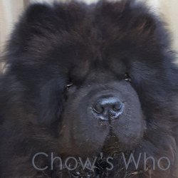 Chow's Who