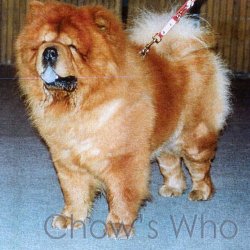 Chow's Who