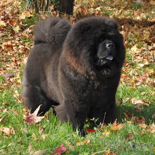 Chow's Who