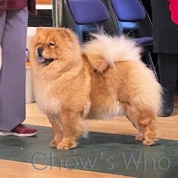 Chow's Who