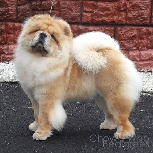 Chow's Who