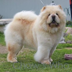 Chow's Who