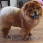 Chow's Who