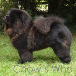 Chow's Who