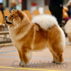 Chow's Who
