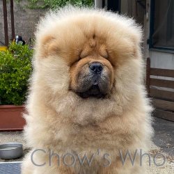 Chow's Who
