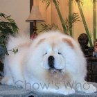 Chow's Who