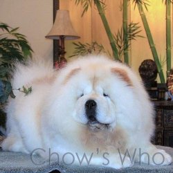 Chow's Who