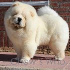 Chow's Who