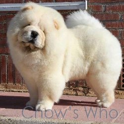 Chow's Who