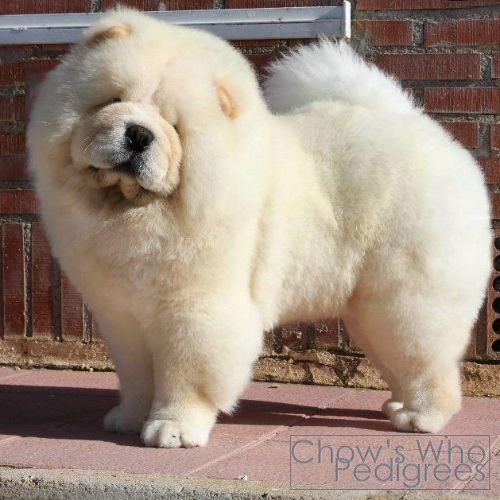 Chow's Who