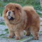Chow's Who