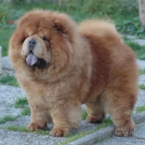 Chow's Who