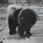 Chow's Who