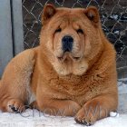 Chow's Who