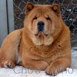 Chow's Who