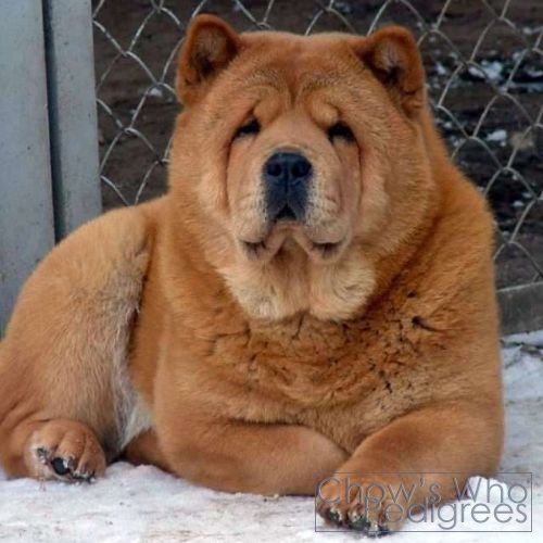 Chow's Who