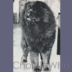 Chow's Who
