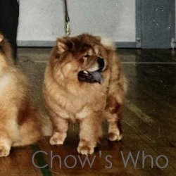 Chow's Who