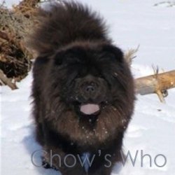 Chow's Who
