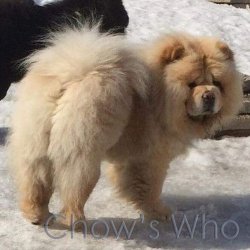 Chow's Who