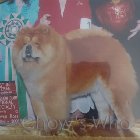 Chow's Who