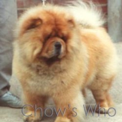 Chow's Who