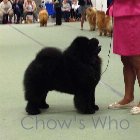 Chow's Who