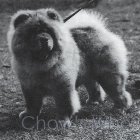 Chow's Who