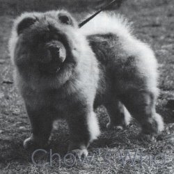 Chow's Who