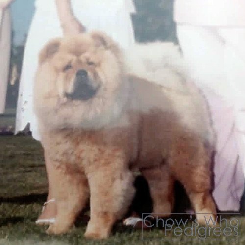 Chow's Who