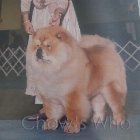 Chow's Who