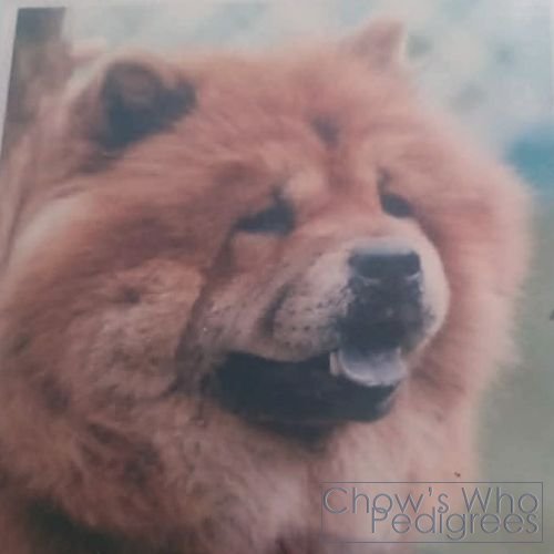 Chow's Who