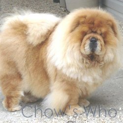 Chow's Who