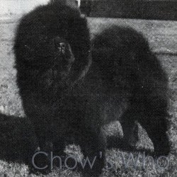 Chow's Who