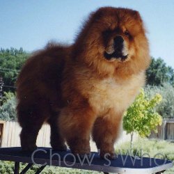 Chow's Who