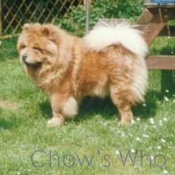 Chow's Who