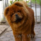 Chow's Who
