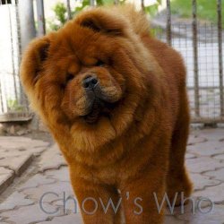 Chow's Who