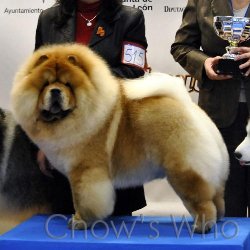 Chow's Who